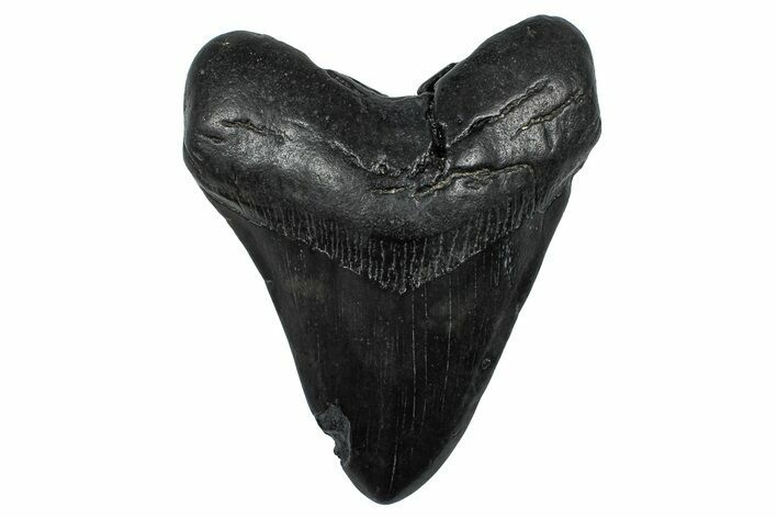 Fossil Megalodon Tooth - South Carolina #368496